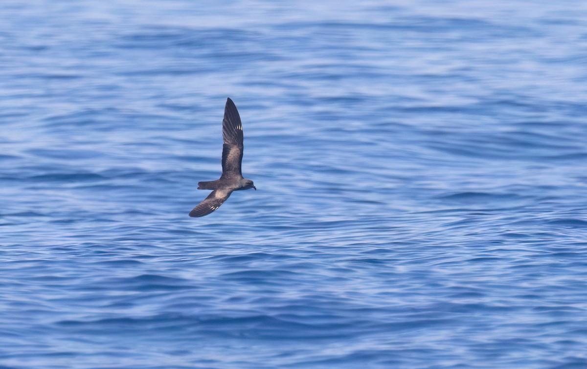 黑叉尾海燕 - ML645590284