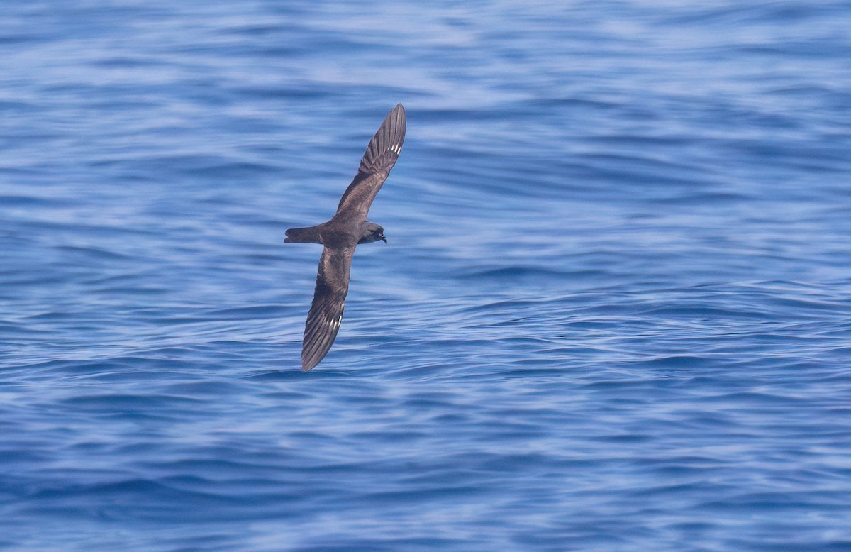 黑叉尾海燕 - ML645590285