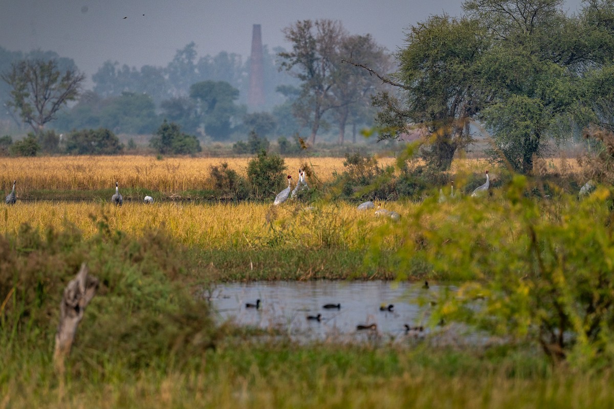 Sarus Crane - ML645590287