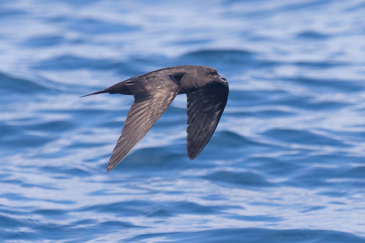 穴鳥 - ML645590288