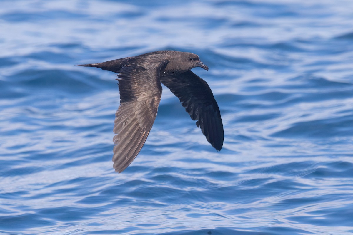 穴鳥 - ML645590289