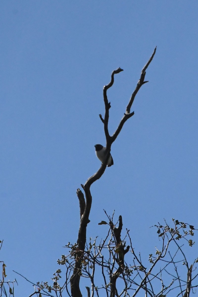 白胸燕鵙 - ML645590291