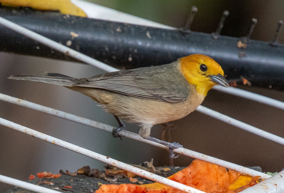 Orange-headed Tanager - ML645590295
