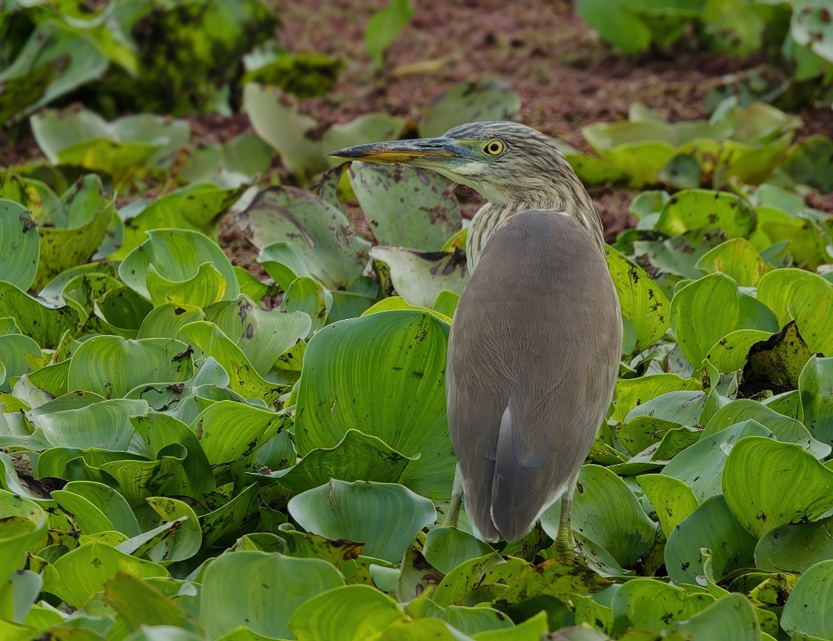 池鷺屬 - ML645590297