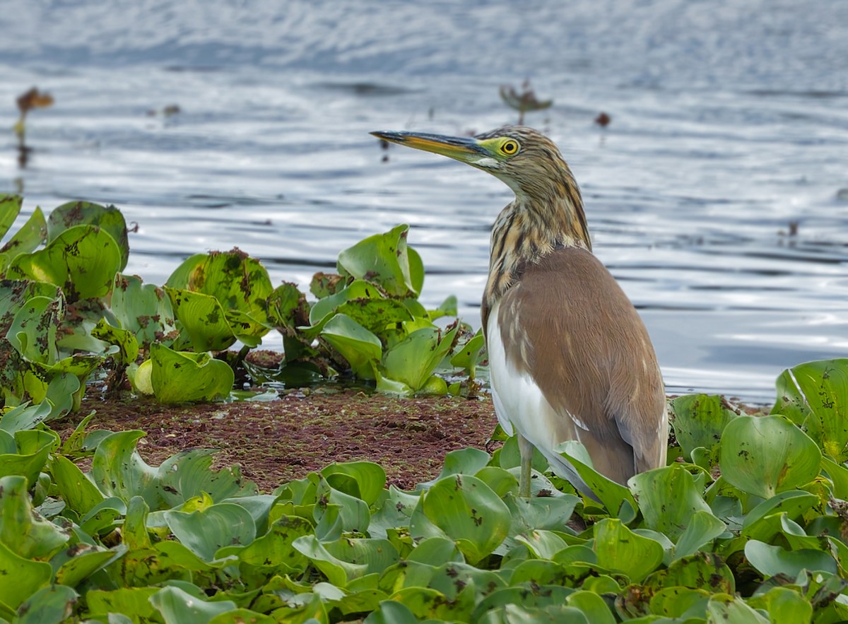 池鷺屬 - ML645590299