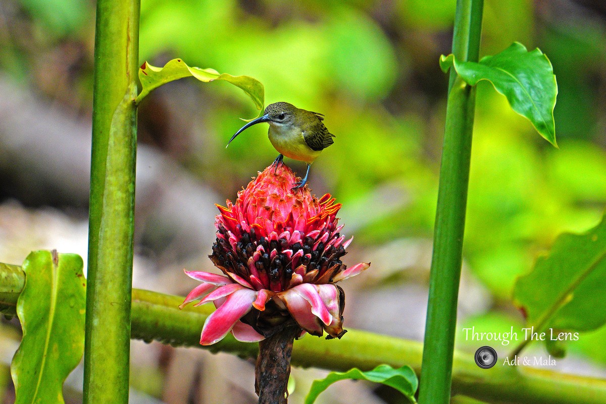Little Spiderhunter - ML645590300