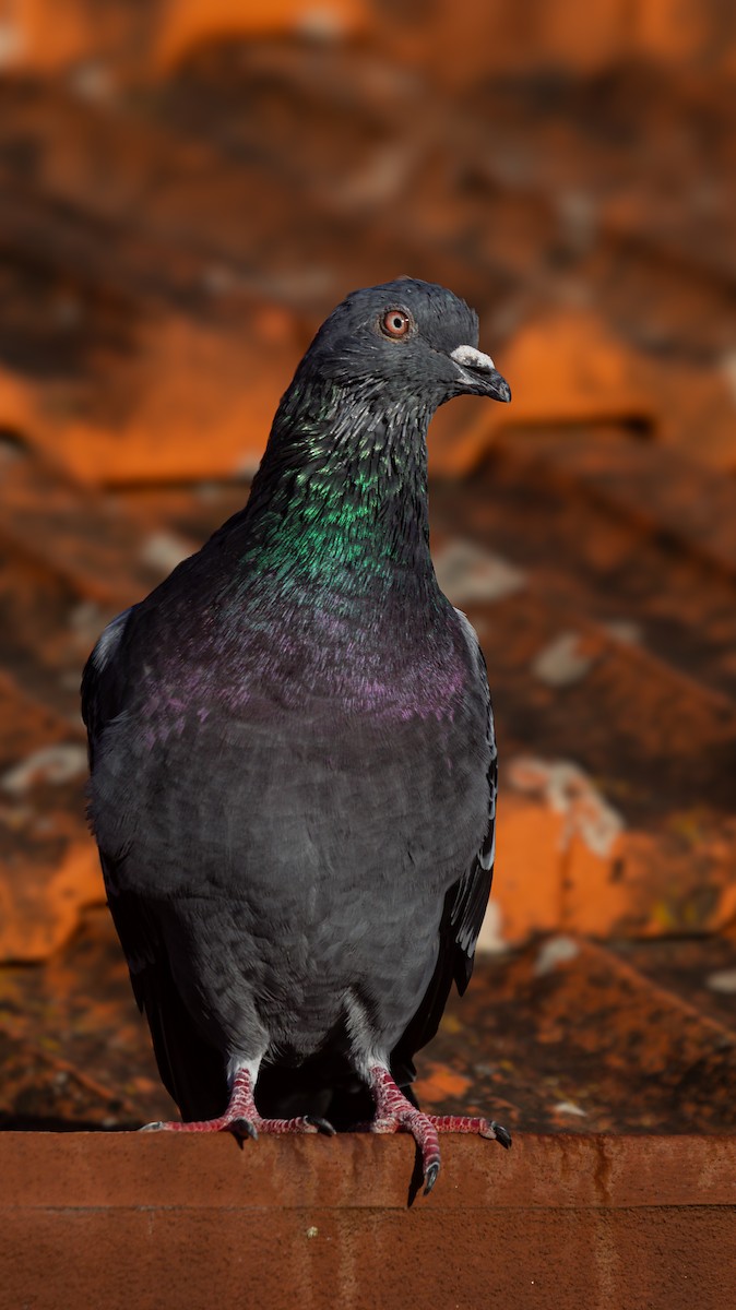 野鴿(野化) - ML645590301