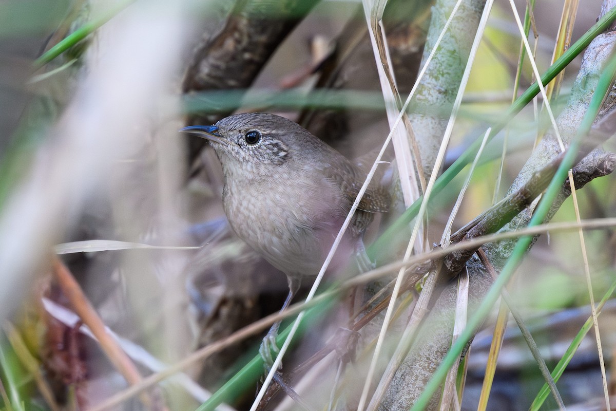 Northern House Wren (Northern) - ML645590303