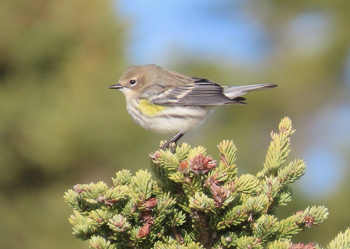 Yellow-rumped Warbler - ML645590304