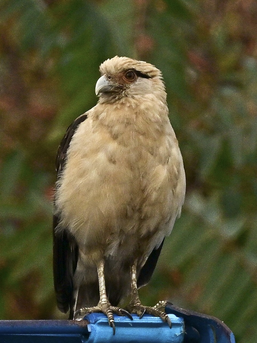 Yellow-headed Caracara - ML645590306