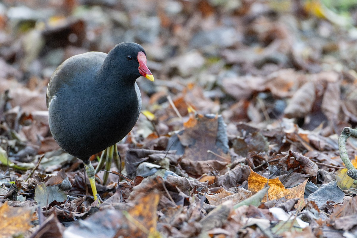 Eurasian Moorhen - ML645590310