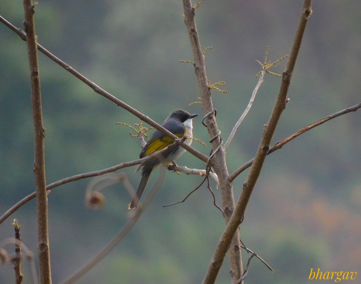 Ashy Bulbul - ML645590312