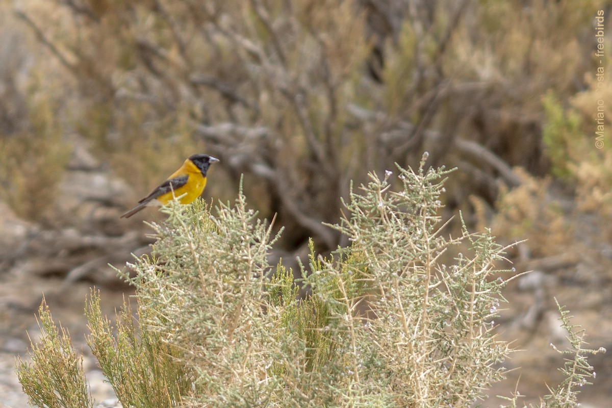 Black-hooded Sierra Finch - ML645590319