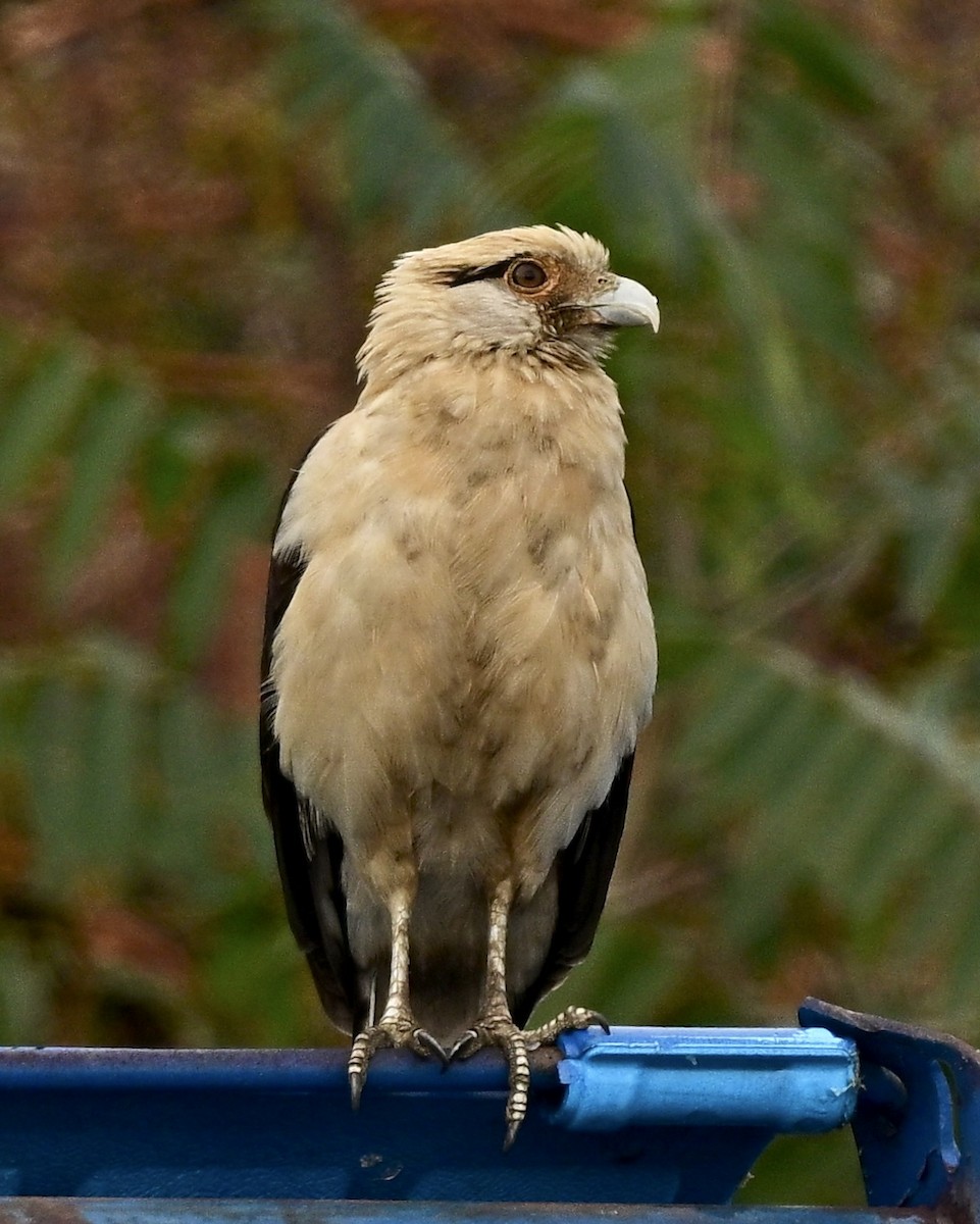 Yellow-headed Caracara - ML645590325