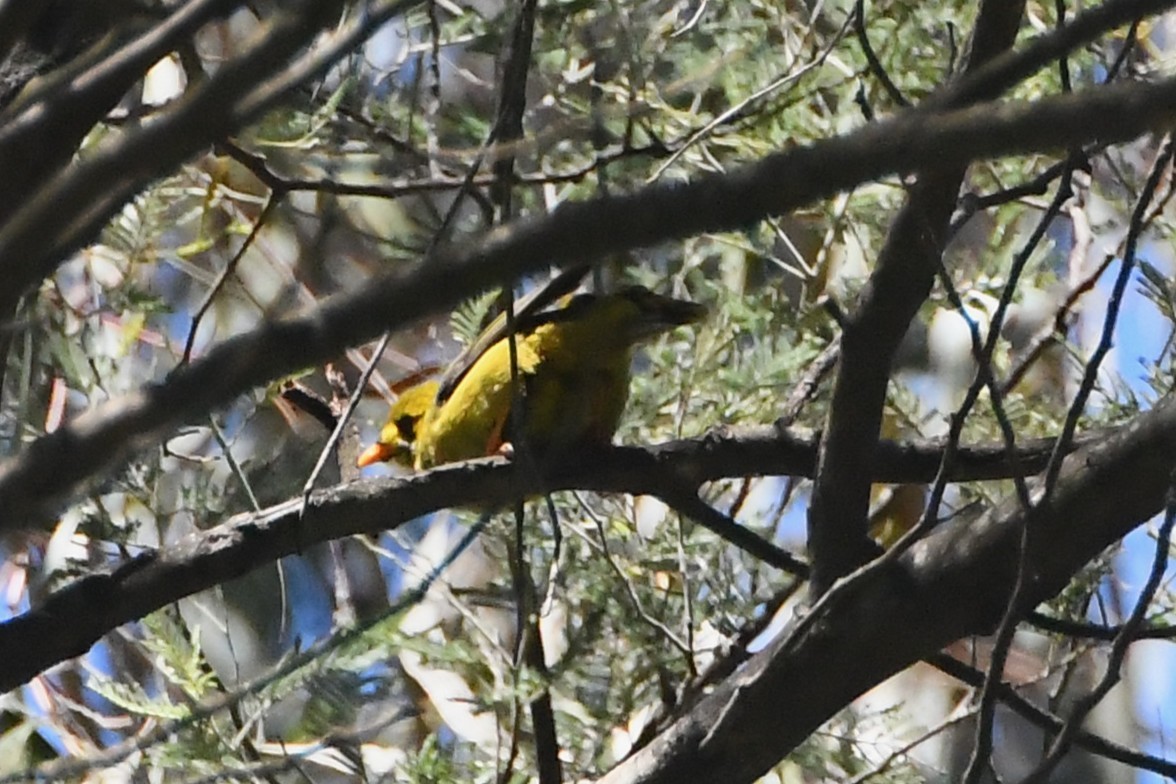 スズミツスイ - ML645590345