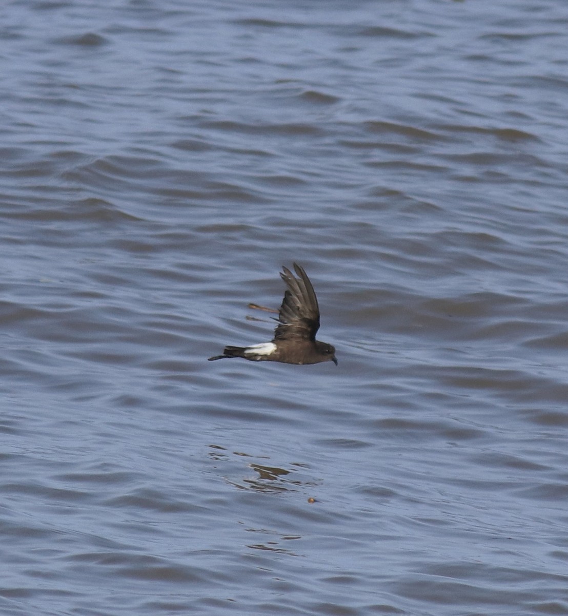 buřníček žlutonohý - ML645590366