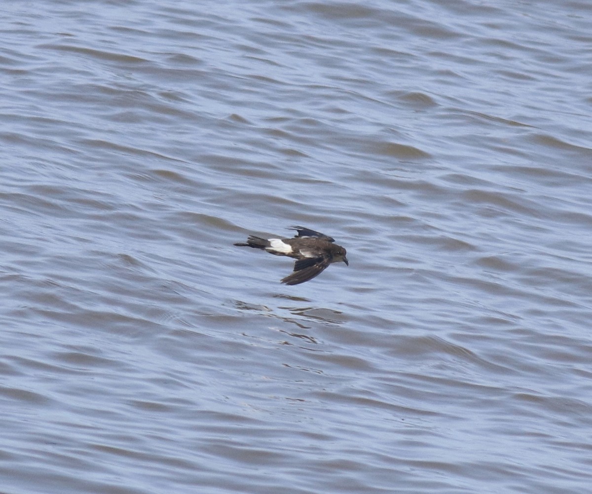 buřníček žlutonohý - ML645590368