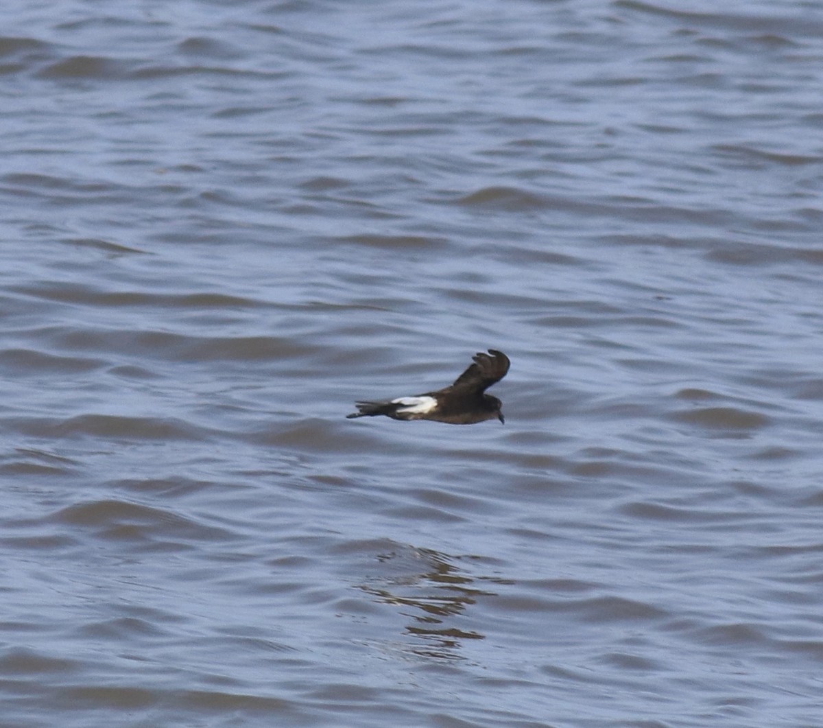 buřníček žlutonohý - ML645590369