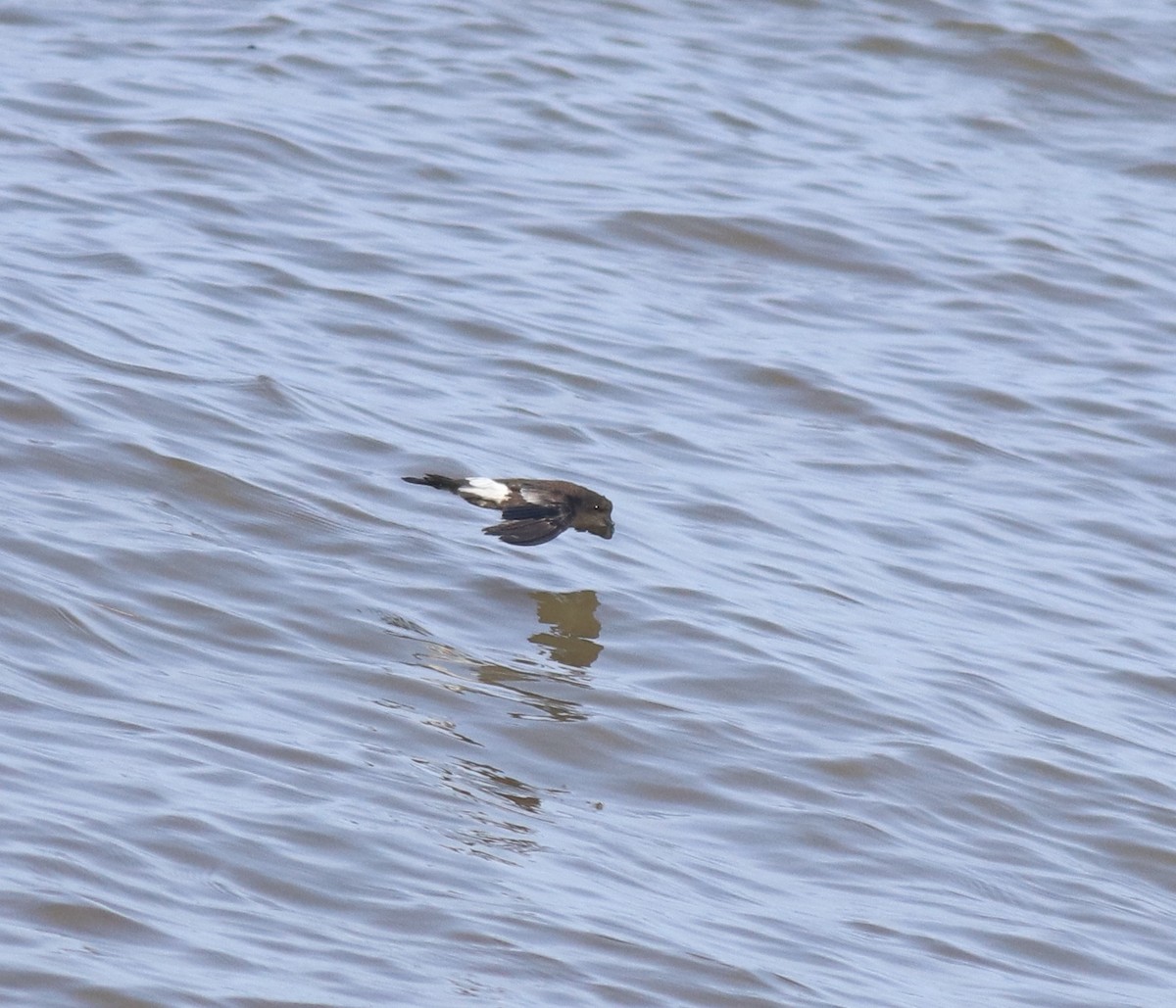 buřníček žlutonohý - ML645590370