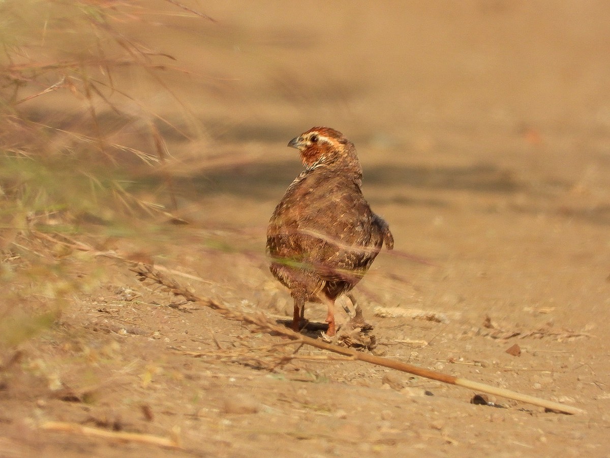 イワヤブウズラ - ML645590371