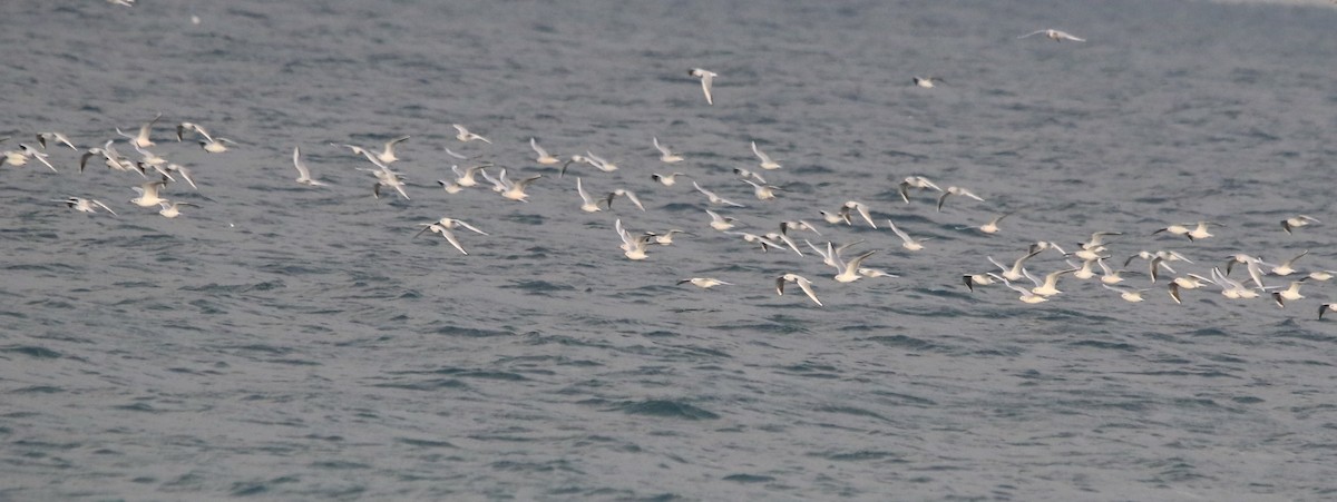 Black-headed Gull - ML645590376