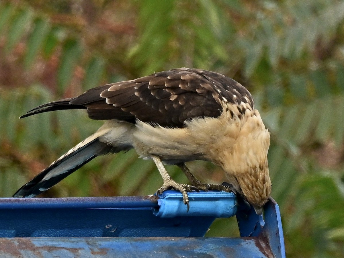 Yellow-headed Caracara - ML645590382