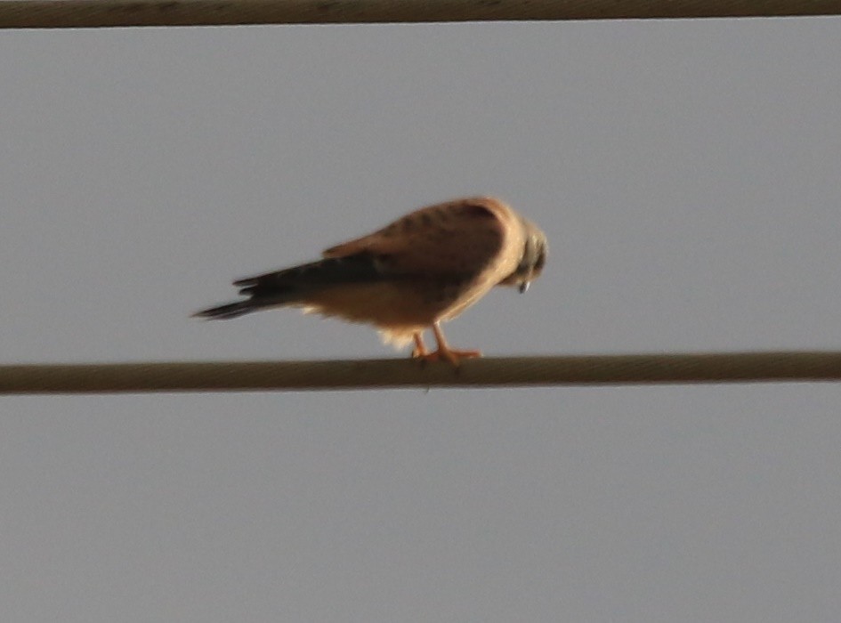 Eurasian Kestrel - ML645590386