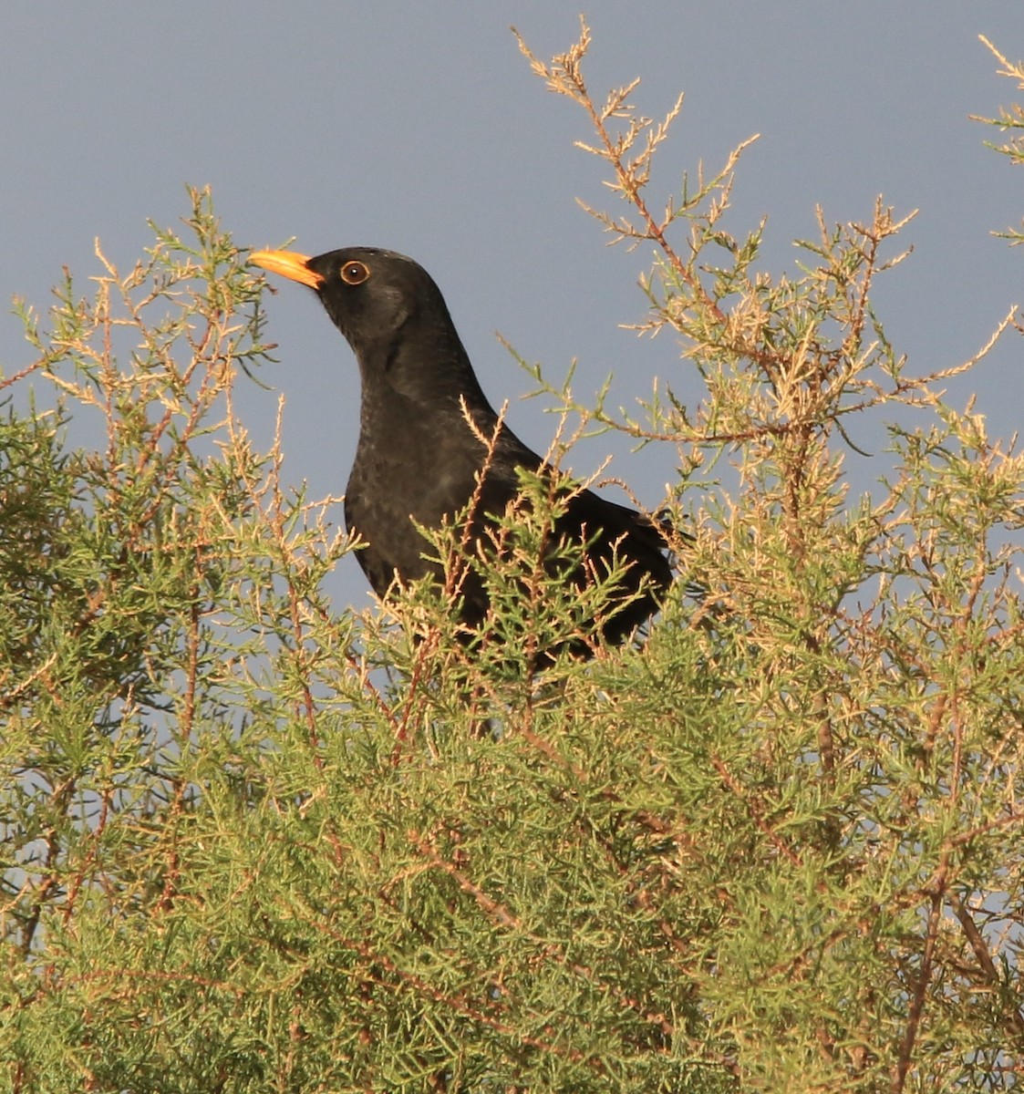 Eurasian Blackbird - ML645590394