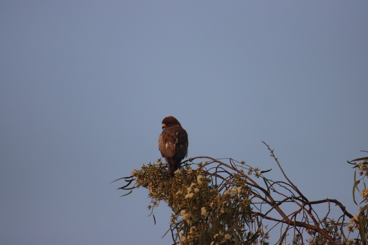 White-eyed Buzzard - ML645590397