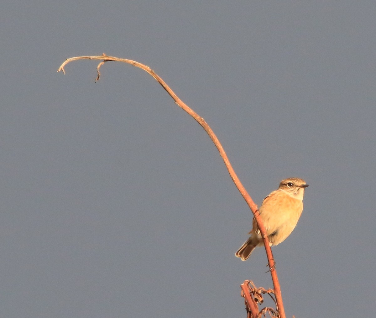 European Stonechat - ML645590398