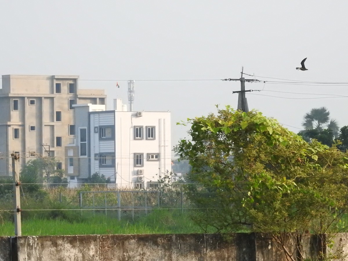 ハリオシギ - ML645590401