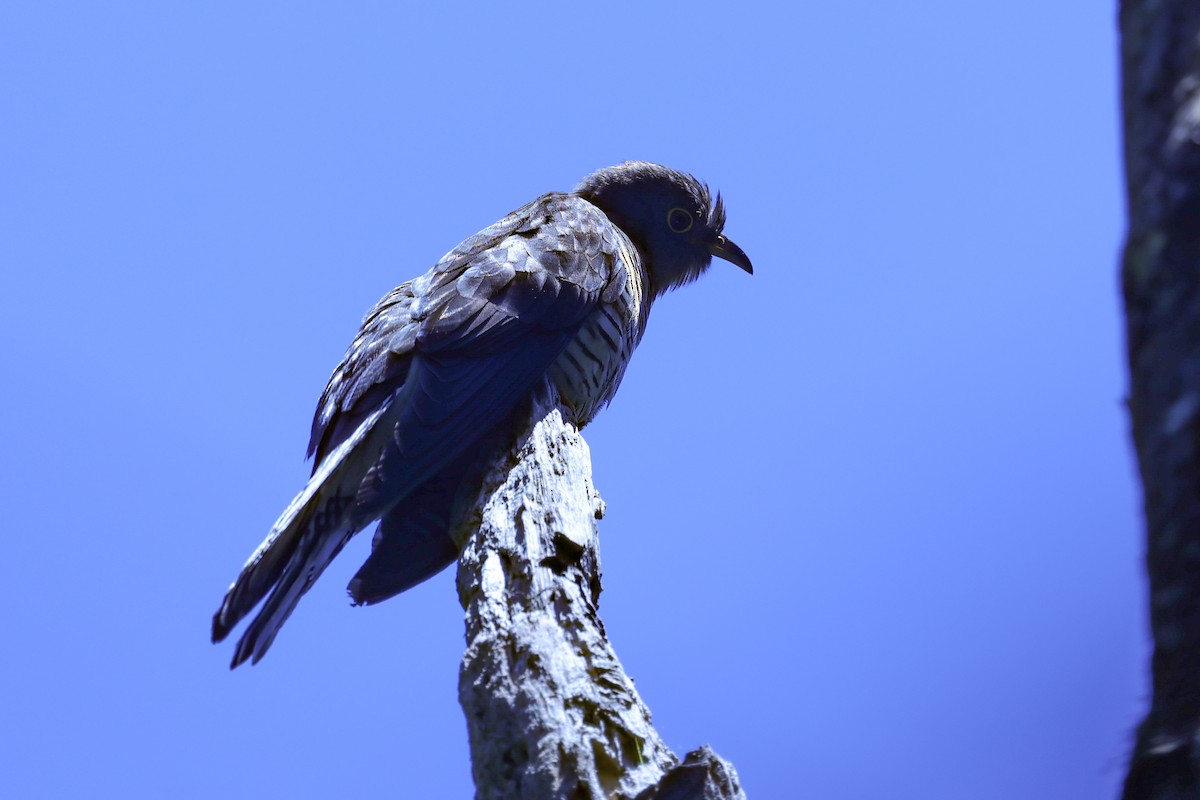 Мадагаскарская кукушка - ML645590408