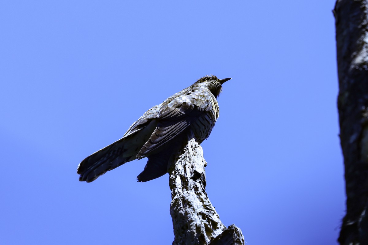 Мадагаскарская кукушка - ML645590409