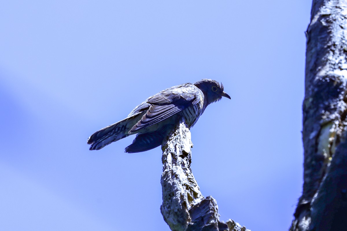 Мадагаскарская кукушка - ML645590410