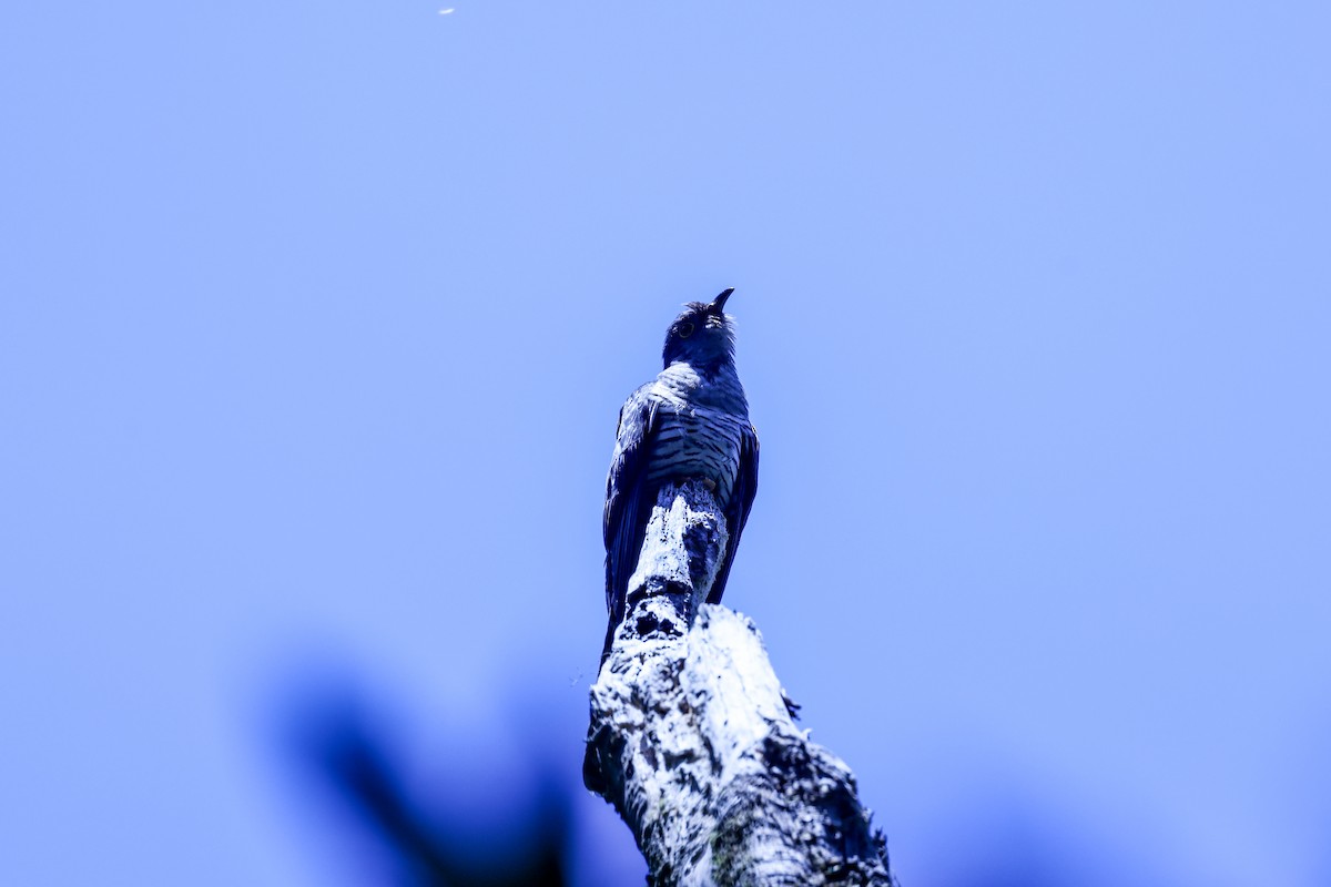 Мадагаскарская кукушка - ML645590411