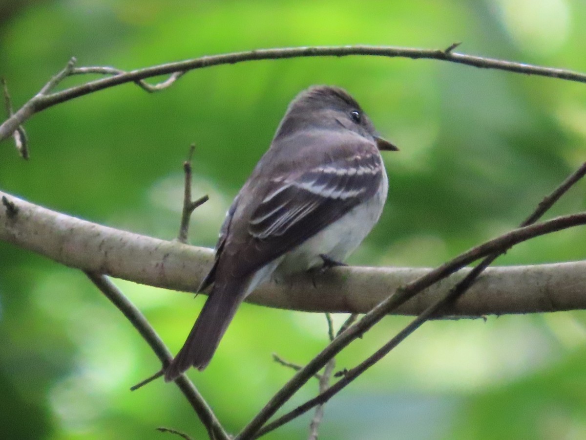 Western Wood-Pewee - ML645590419