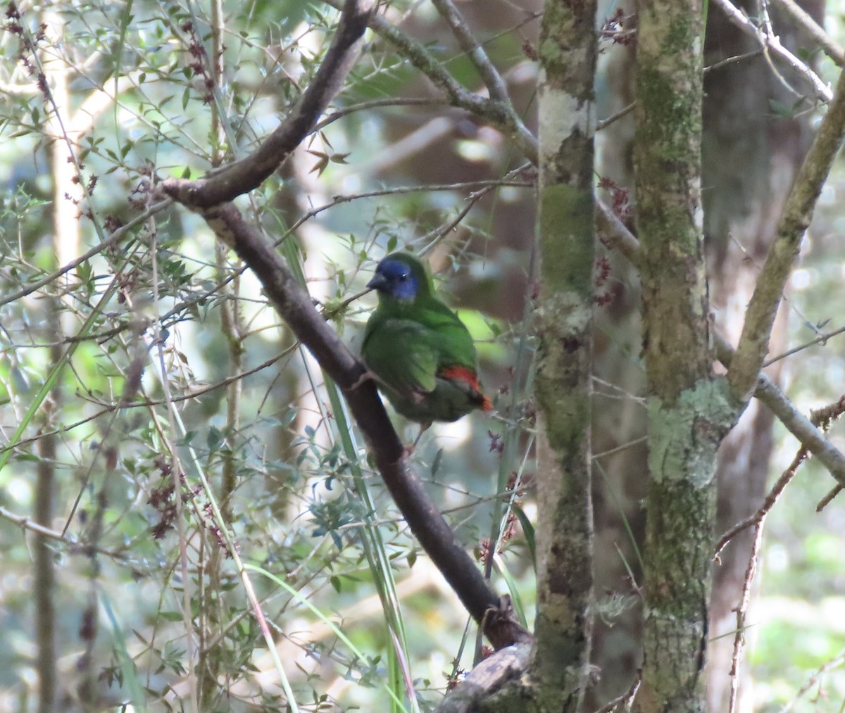 Blue-faced Parrotfinch - ML645590452