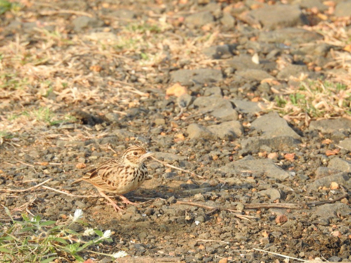 Jerdon's Bushlark - ML645590457