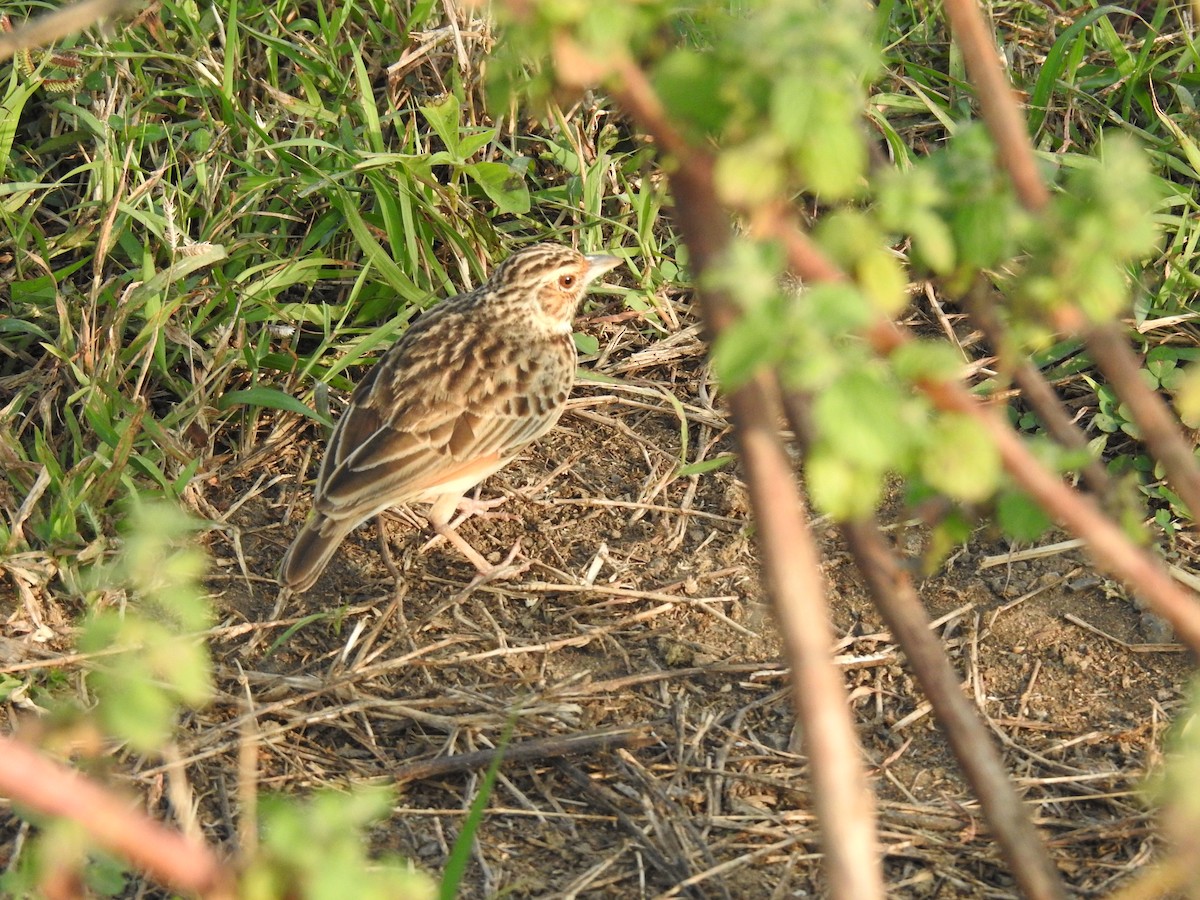 Jerdon's Bushlark - ML645590460