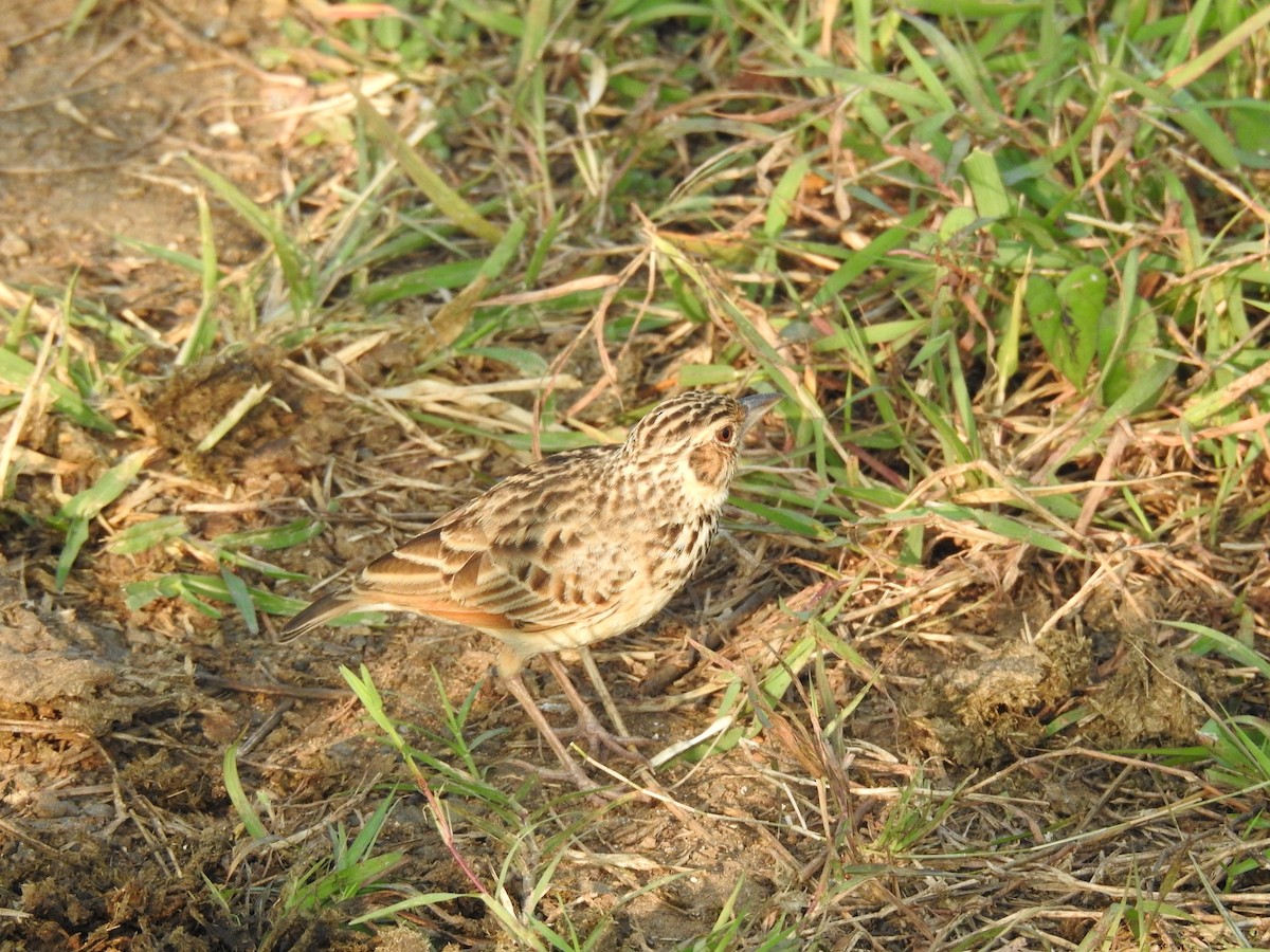 Jerdon's Bushlark - ML645590463