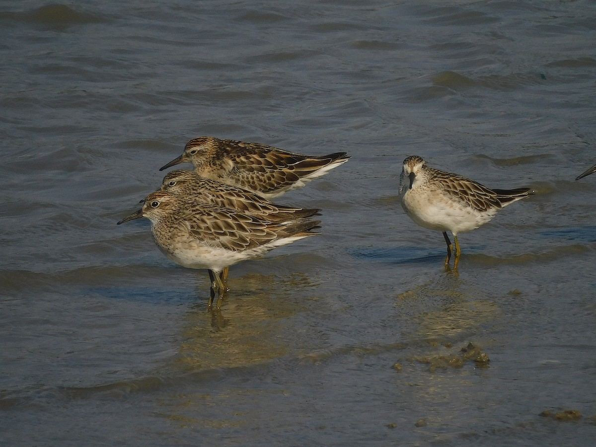 Sharp-tailed Sandpiper - ML645590478
