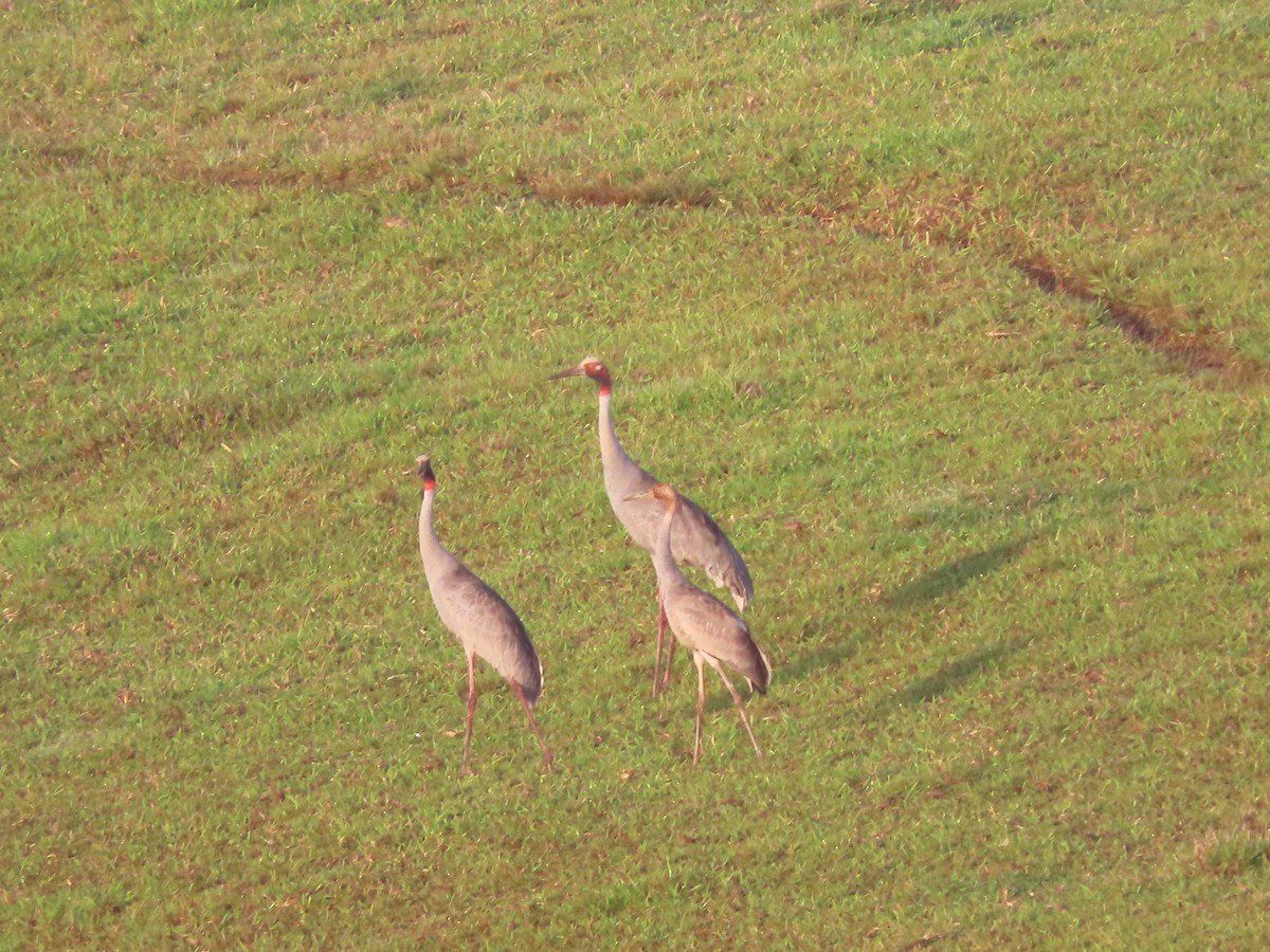 Sarus Crane - ML645590492