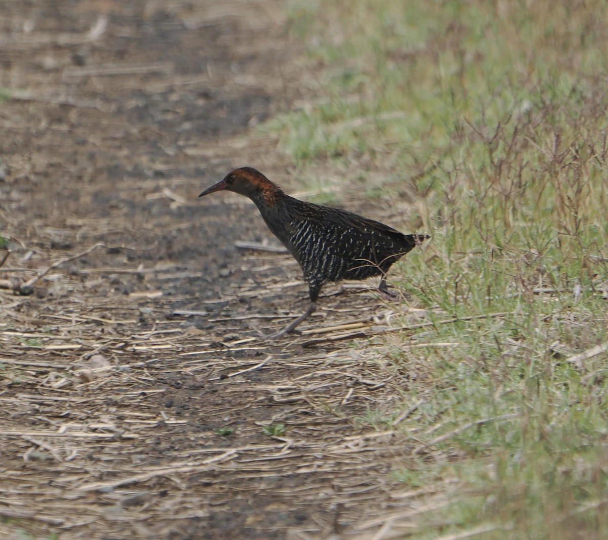 Lewin's Rail - ML645590493