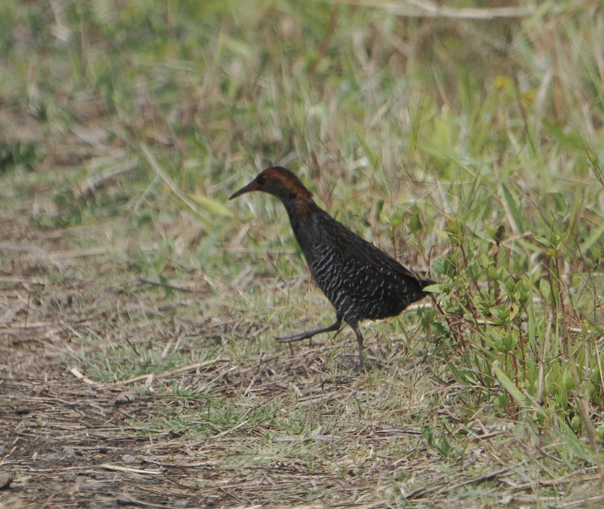 Lewin's Rail - ML645590494