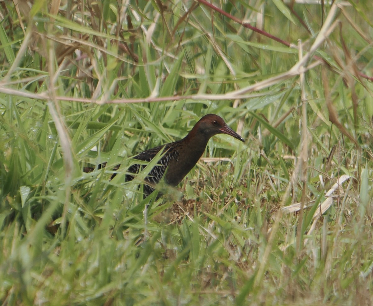 Lewin's Rail - ML645590495