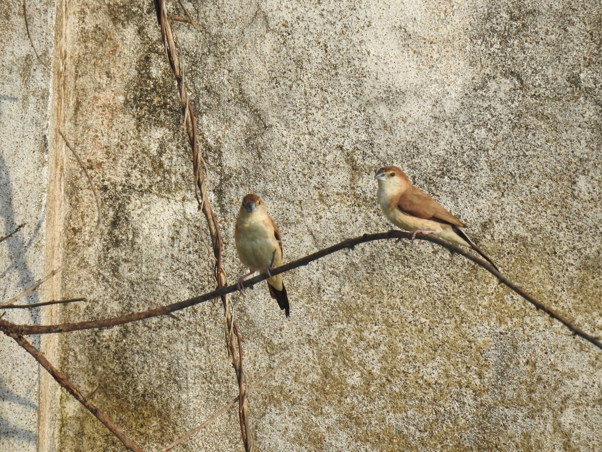 Indian Silverbill - ML645590496