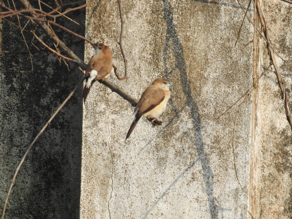 Indian Silverbill - ML645590497