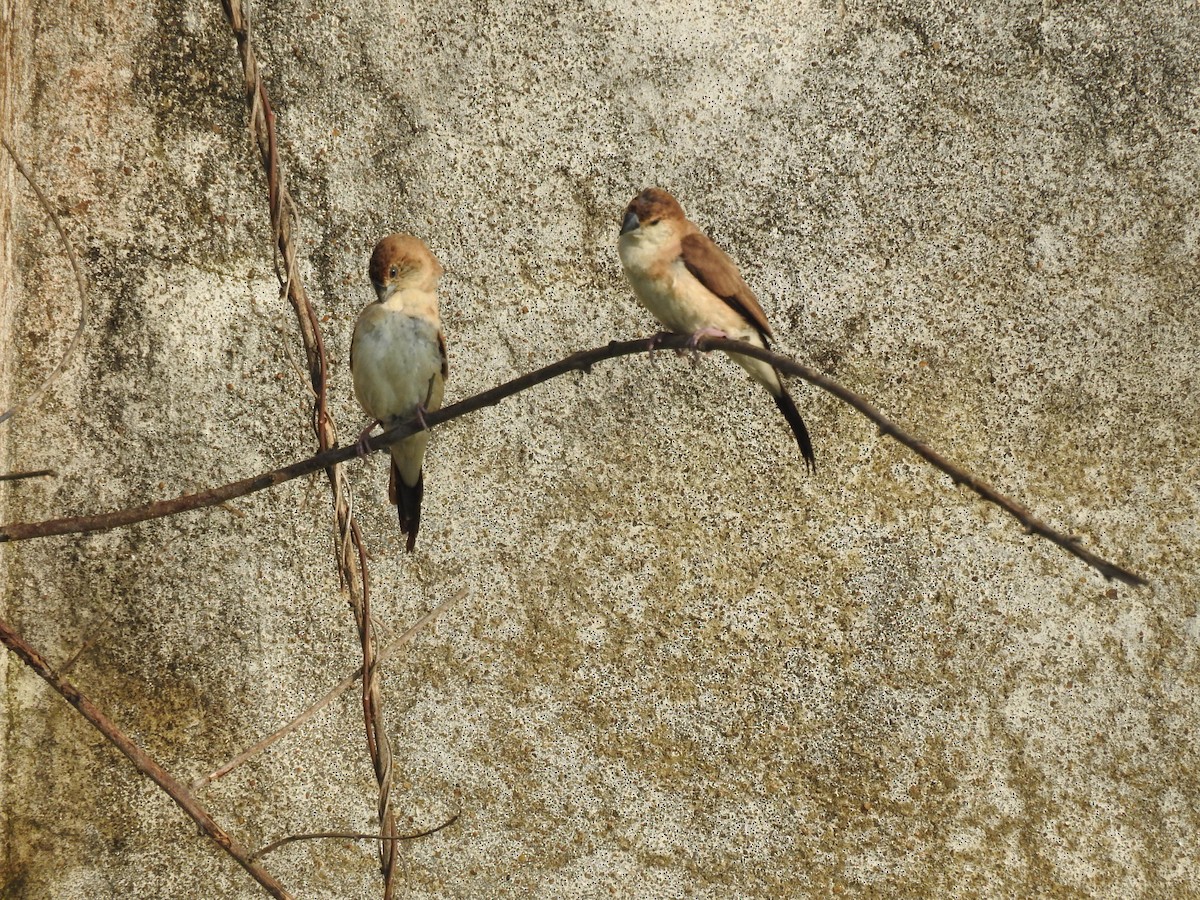 Indian Silverbill - ML645590498