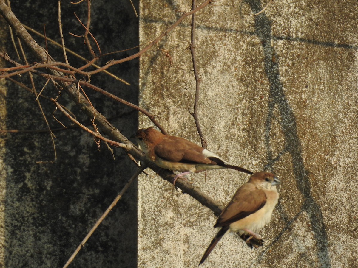 Indian Silverbill - ML645590499