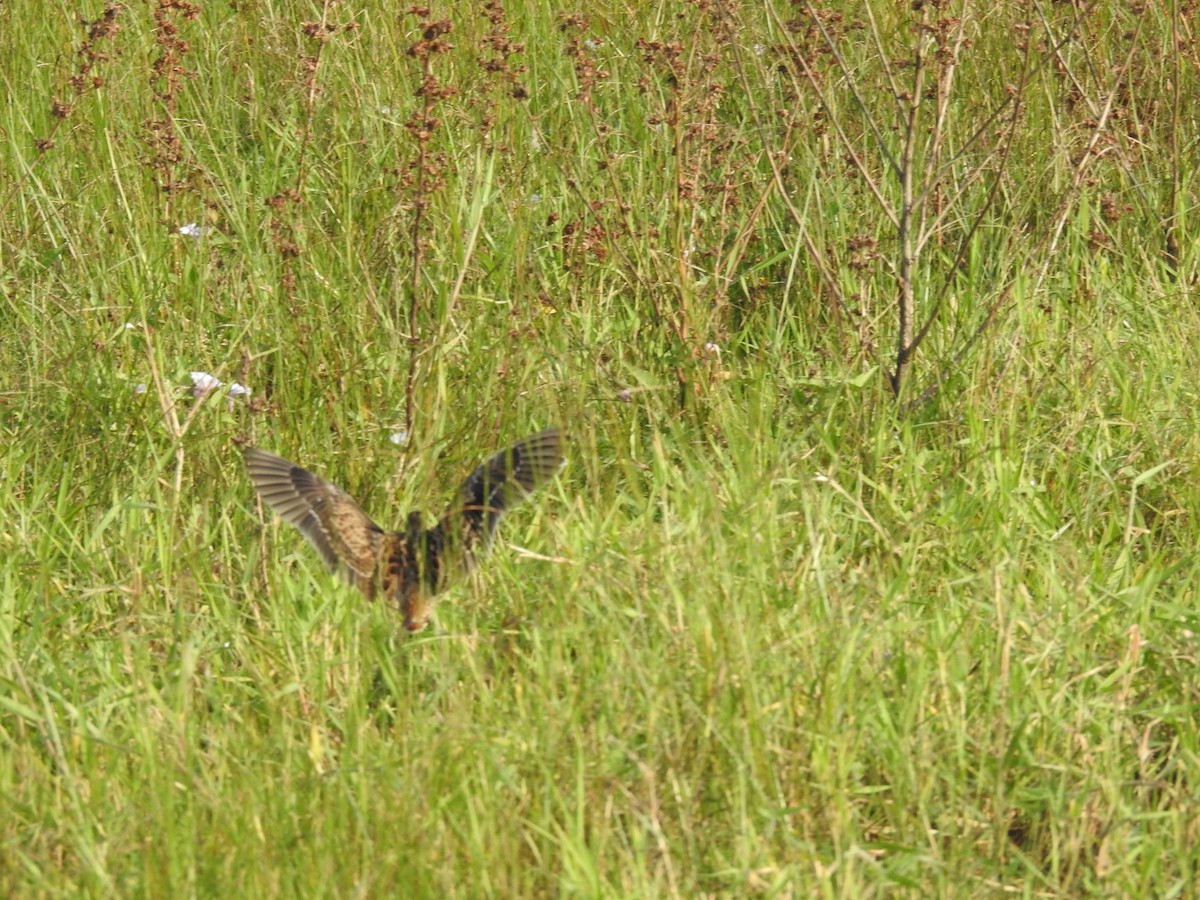 ハリオシギ - ML645590509